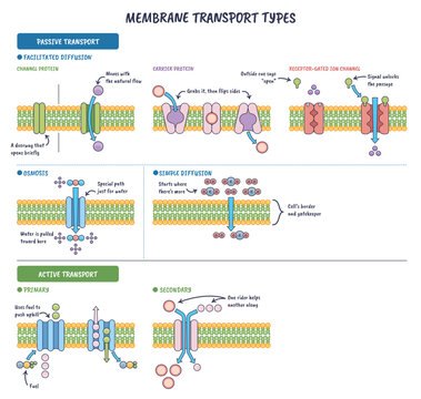 Membrane transport types shown across the phospholipid bilayer, contrasting passive and active flow via channel proteins and carrier proteins, transparent background.