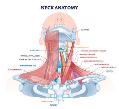 Neck anatomy brief, educational cutaway showing key structures, sternocleidomastoid, thyroid gland, and carotid artery highlighted to explain muscle, airway, and vascular layout,