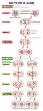 Meiosis process brief diagram shows cell division stages, chromosomes pairing and separation with spindle fibers, leading to four haploid daughter cells, transparent background