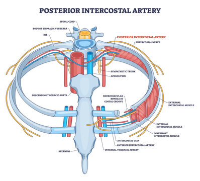 Posterior intercostal artery diagram showing thoracic wall blood supply, main elements, posterior intercostal artery, thoracic aorta, ribs, transparent background