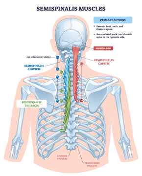 Semispinalis muscles diagram shows back extensor anatomy and rotation function, highlighting semispinalis capitis, cervicis, and thoracis along the spine, clear educational reference,