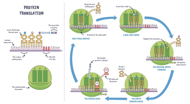 Protein translation illustrated, ribosome reads mRNA as tRNA delivers amino acids, building a polypeptide chain, key objects, ribosome, mRNA, tRNA, transparent background.