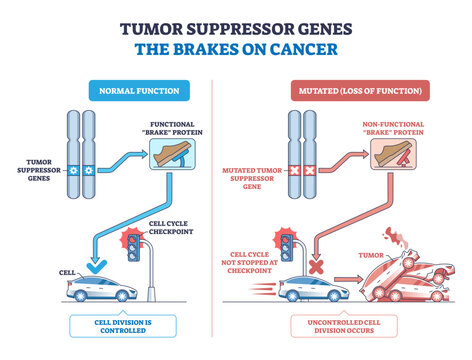 Tumor suppressor genes as brakes on cancer, functional checkpoints stop cell division, mutations remove the brake, leading to crashes, transparent background. Key, chromosomes, brake pedal,