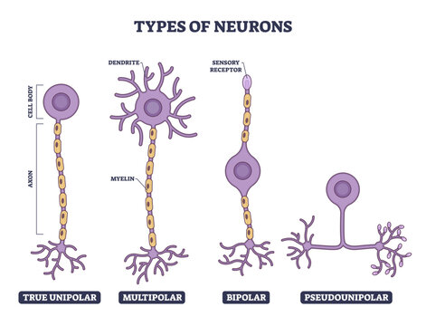 Types of neurons illustrated, comparing unipolar, multipolar, bipolar, and pseudounipolar designs, cell body, axon, and dendrites highlight structural differences for learning neural anatomy,