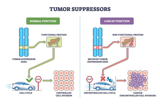 Tumor suppressors brief diagram shows genes as brakes, chromosomes, brake-pedal protein, and cell-cycle car contrast controlled division with cancer growth, transparent background
