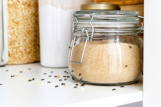 Ant infestation in a kitchen cupboard with a glass jar of brown sugar. Pest control problem in a home pantry. Unhygienic food storage conditions and insect control maintenance issue.