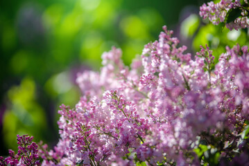 Obraz premium Pink lilac blooms in the Botanical garden 
