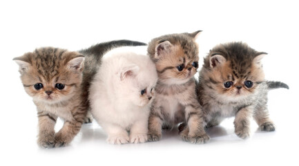 kitten exotic shorthair © cynoclub