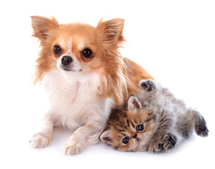 kitten exotic shorthair and chihuahua © cynoclub