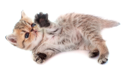 kitten exotic shorthair © cynoclub