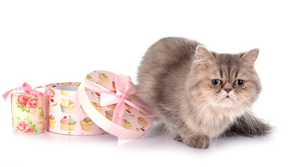 persian cat © cynoclub
