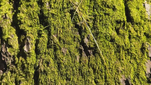 Green moss growing on natural stone wall texture background