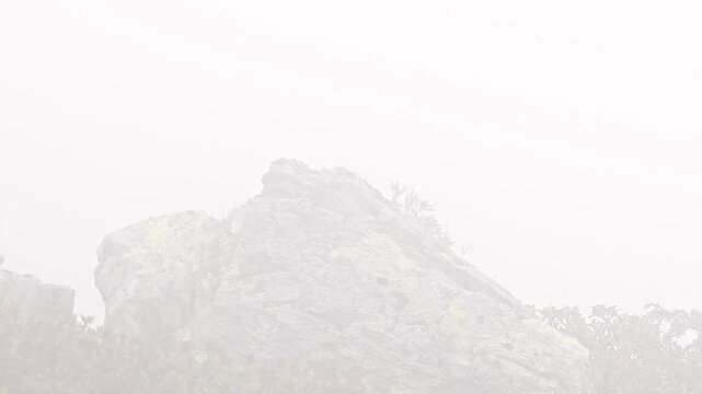 Alpine accentor among the fog in the mountain region (Prunella collaris)