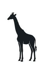 Fototapeta premium Silhouette of a majestic giraffe standing tall against a white background.