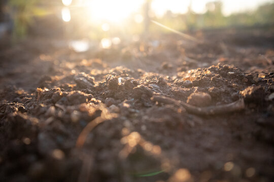 Terreno fertile lavorato e zollato in un orto illuminato dalla luce calda e dorata del sole al tramonto in controluce