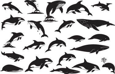 Orca and whale silhouette collection, black and white killer whale vector set, marine life animal illustrations for ocean conservation graphics © Adnan