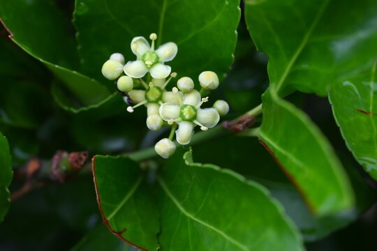 Japanese spindle tree (Euonymus japonicus) flowers. Japanese 'Masaki'. Celastraceae evergreen shrub. Light green, four-petaled flowers bloom around June.