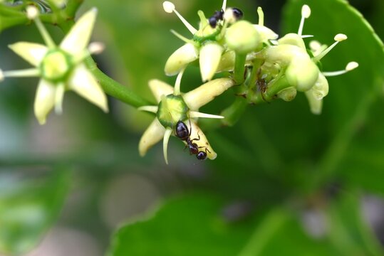 Japanese spindle tree (Euonymus japonicus) flowers. Japanese 'Masaki'. Celastraceae evergreen shrub. Light green, four-petaled flowers bloom around June.