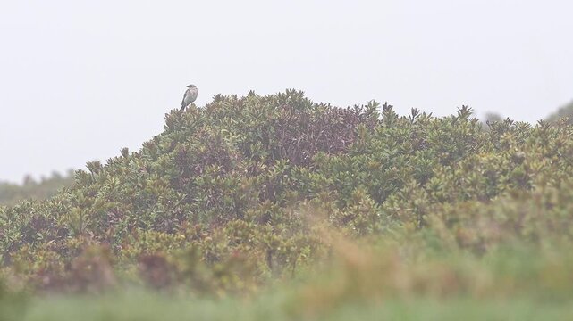 The water pipit wrapped by fogs (Anthus spinoletta)