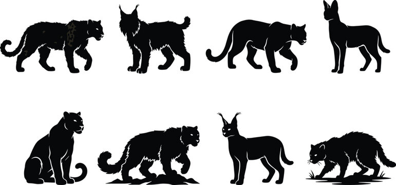 Wild cats and big felines black silhouette vector set featuring tiger, lynx, cougar, serval, panther, caracal, and wildcat.