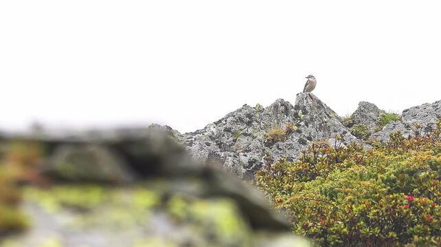 Under the rain, among the mists, the water pipit in the Alps mountains (Anthus spinolettta)