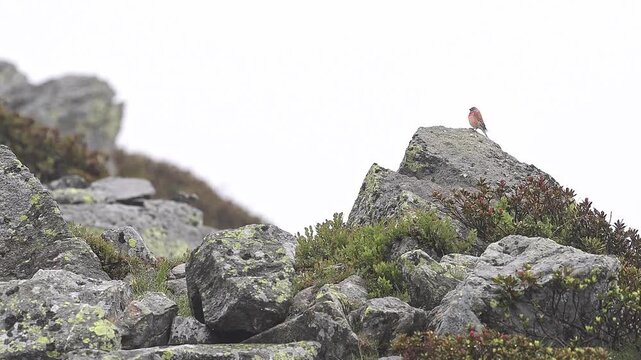 The common linnet under the rain (Linaria cannabina)