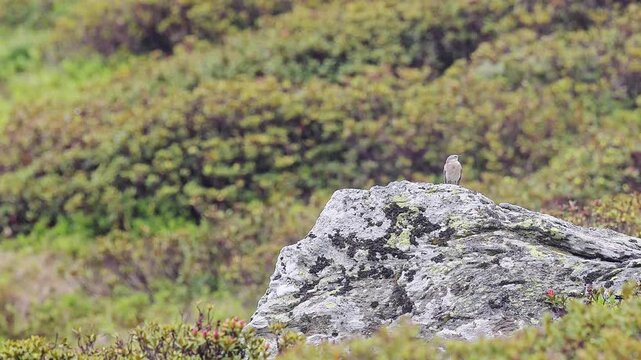 Water pipit among the rhododendrons flies away (Anthus spinoletta)