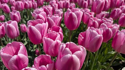 Fototapeta premium Pink tulips blooming in a garden bed