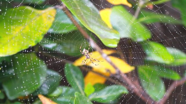 Yellow garden spider sitting in the center of a large dew-covered spiderweb