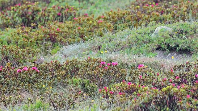 The water pipit wrapped by rhododendron (Anthus spinoletta)