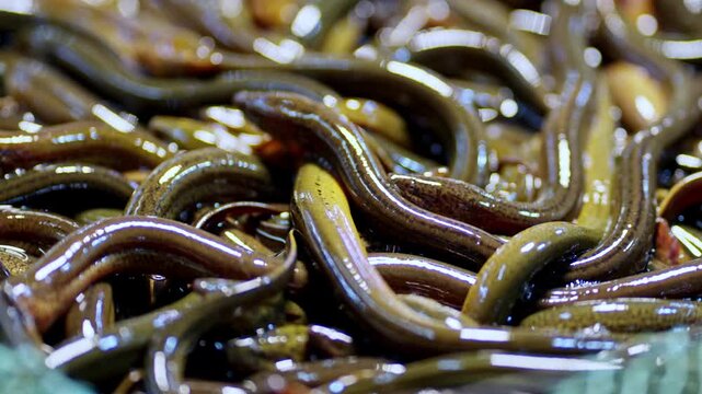 Eels writhing in a market container, showcasing their shiny, smooth skin. Ideal for use in culinary or cultural documentaries.