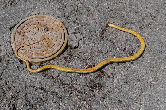 A yellow snake(Caspian whipsnake) lying motionless next to a manhole cover on an asphalt road. Dolichophis caspius