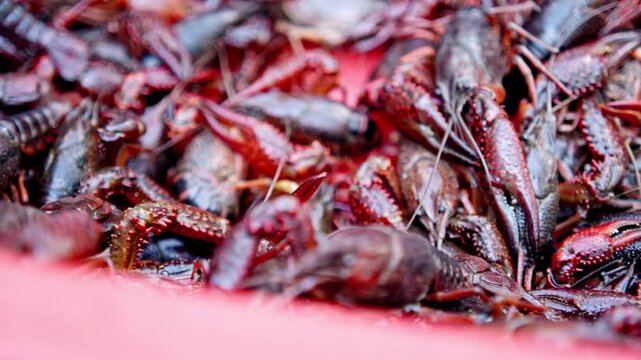 A lively cluster of crawfish fills a market bin, showcasing their vibrant colors and textures. Ideal for culinary or cultural content related to seafood markets.
