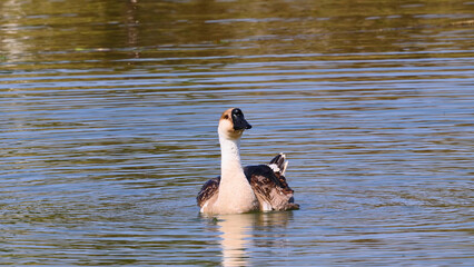 Fototapeta premium Single Goose Swimming on a Tranquil Pond in Khao Yai Thailand