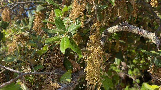 Flowers of Holm Oak (Quercus ilex) Tree on the Adriatic Coast of Croatia