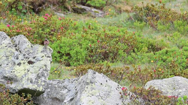 The alpine accentor among the rhododendrons (Prunella collaris)