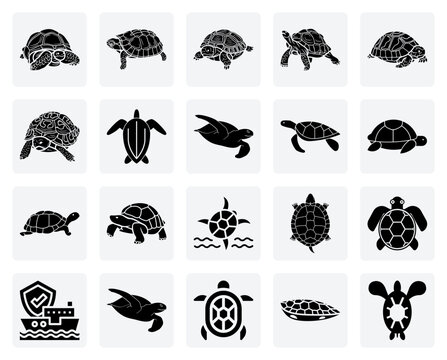Marine And Terrestrial Chelonians &ndash; Loggerhead Turtles, Box Turtles, And Sulcata Tortoises For Biology And Conservation Themes