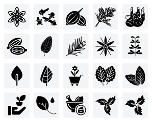Botanical Flavor Sources – Spices, Herbs, And Roots For Natural Cooking, Aromatherapy, And Health-Related Projects © Anthony