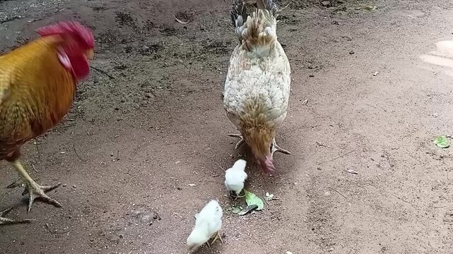 Attentive rooster showing food source to mother hen and small baby chicks in a free range country backyard farm