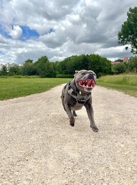 dog running in the park