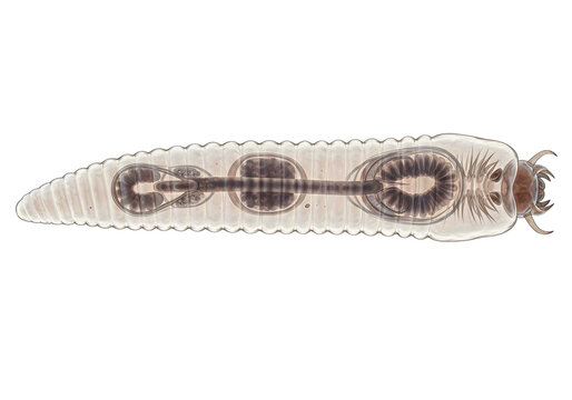 A detailed scientific illustration of a transparent flatworm, showcasing its segmented body and internal structures. Ideal for educational materials, medical publications, biological research, and