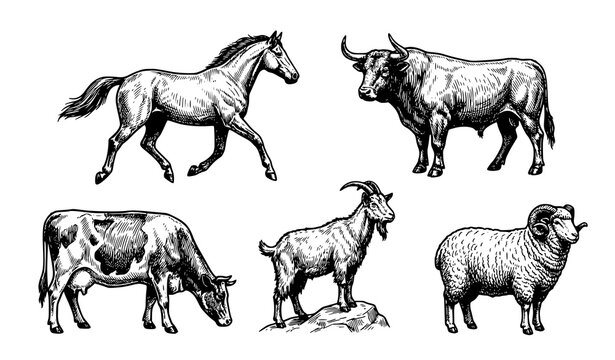 Vintage engraved farm animal vector set with horse bull cow goat and sheep detailed line illustrations