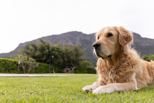 Golden retriever dog is lying on green lawn beside low hedge and paved walkway, mountain visible