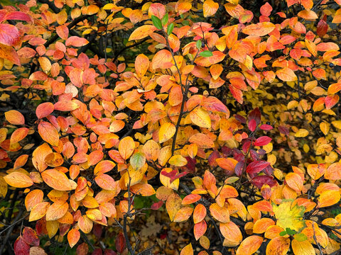 Autumn foliage of cotoneaster shrub.