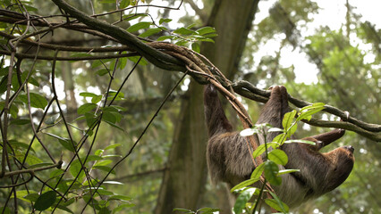 Fototapeta premium Wild Brown Sloth Hanging from a Thick Vine in Tropical Rainforest