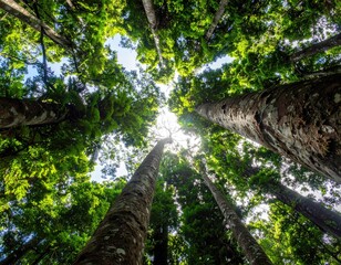 Fototapeta premium Looking upwards through the canopy of a lush green forest with tall trees reaching towards the sky
