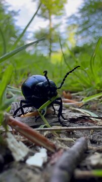 beetle in the forest