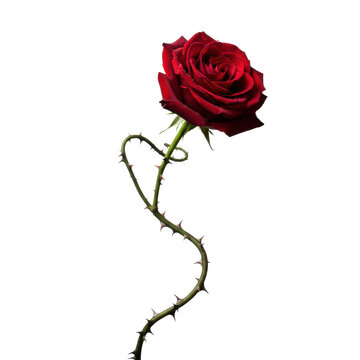 Vibrant deep-red rose in full bloom with velvety petals and dew drops on a long thorny woody vine isolated against a white background elegant gothic atmosphere