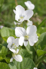 Fototapeta premium Delicate white violets bloom gracefully among lush green leaves in soft daylight