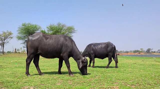 Domestic water buffalo grazing on a lush green grass field under a blue sky